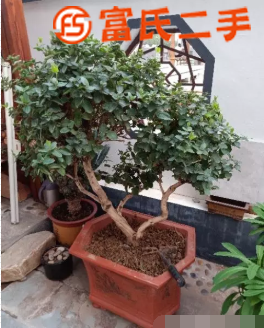 盆景綠植