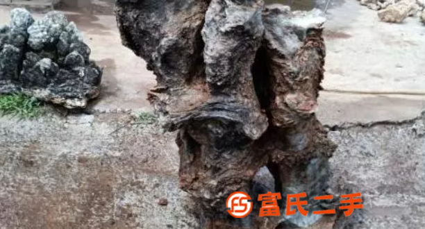 天然虎紋圖案畫面奇石一嘯天大鱷