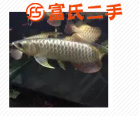 定做魚缸水族箱清洗養護