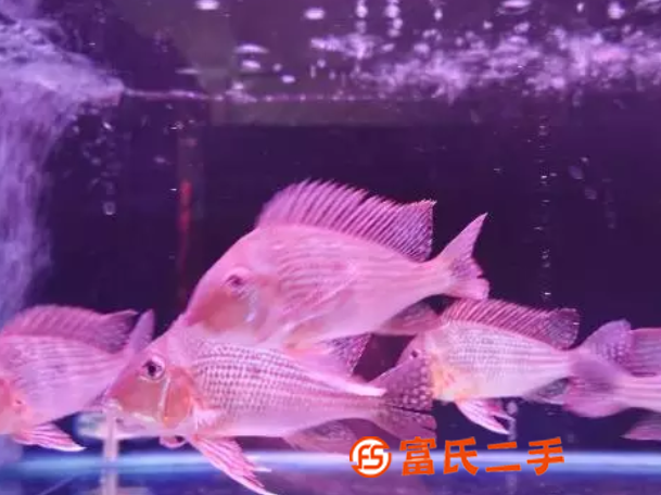 年終獎勵自己金魚缸水族箱養風水魚