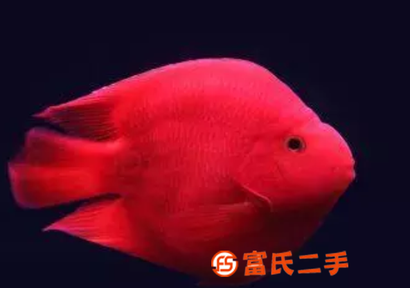 上海魚缸水族箱定制上海魚缸送貨安裝