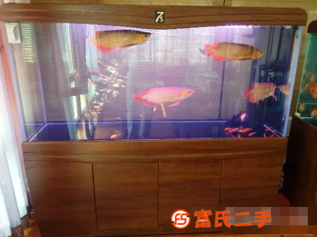 全城上門清洗魚缸水族箱空間設計造景拆裝搬運水景維生