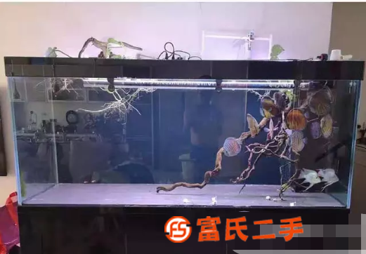 自己魚缸水族箱出售 絕佳龍魚缸