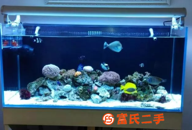 上門清洗消毒魚缸水族箱 承接魚缸維修 觀賞魚送貨