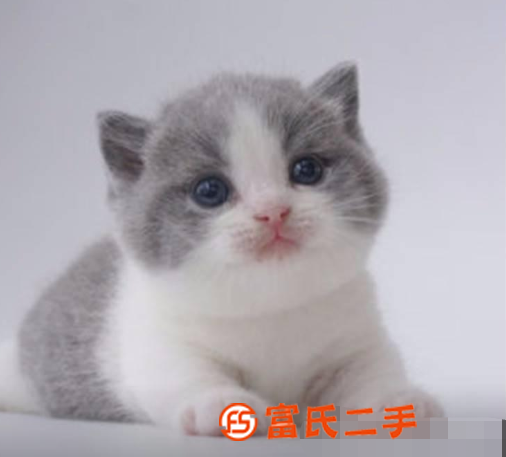 純種曼基康寵物活體矮腳貓小短腿貓臘腸貓藍貓純藍