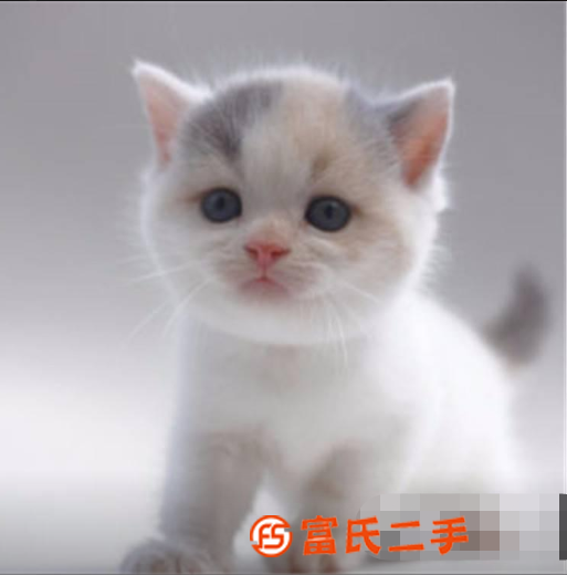 純種曼基康寵物活體矮腳貓小短腿貓臘腸貓藍貓純藍