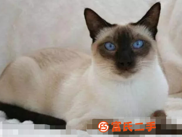 臺州出售純種的暹羅貓幼貓 家養暹羅貓小暹羅貓寵物貓