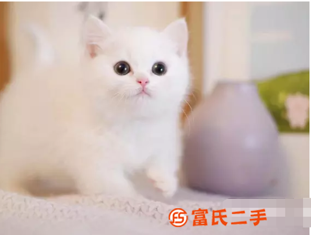 麗**漸層曼基康矮腳—藍眼銀點小短腿—寵物貓里的愛馬仕