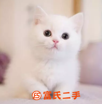 衢州銀漸層曼基康矮腳—藍眼銀點小短腿—寵物貓里的愛馬仕