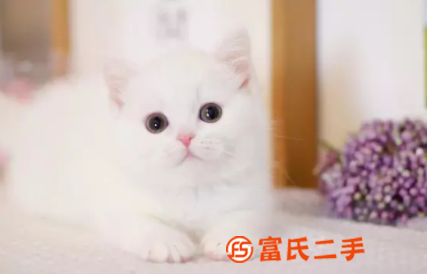 臺州銀漸層曼基康矮腳—藍眼銀點小短腿—寵物貓里的愛馬仕