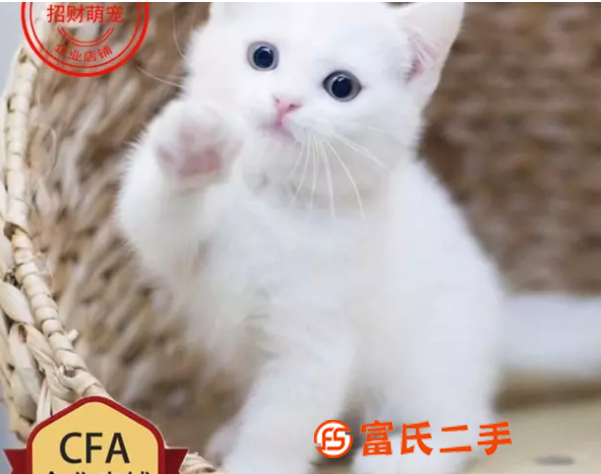 溫州銀漸層曼基康矮腳—藍眼銀點小短腿—寵物貓里的愛馬仕