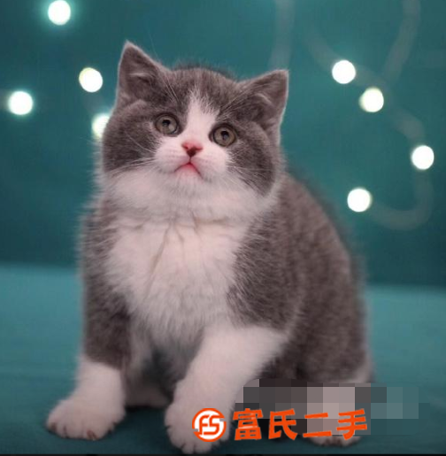 張家界小短腿矮腳貓—長不大的小不點—寵物貓里的愛馬仕