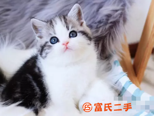 福州小短腿矮腳貓—長不大的小不點—寵物貓里的愛馬仕