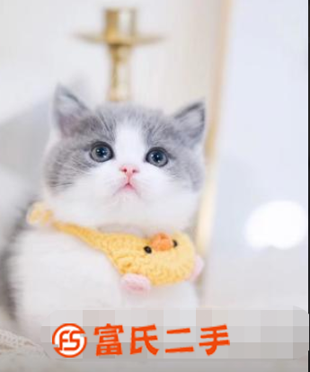 寧德小短腿矮腳貓—長不大的小不點—寵物貓里的愛馬仕