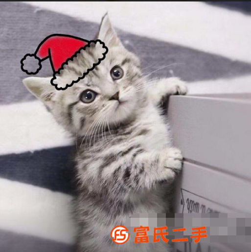 泉州小短腿矮腳貓—長不大的小不點—寵物貓里的愛馬仕