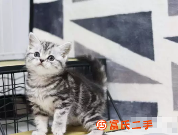鶴壁小短腿矮腳貓—長不大的小不點—寵物貓里的愛馬仕