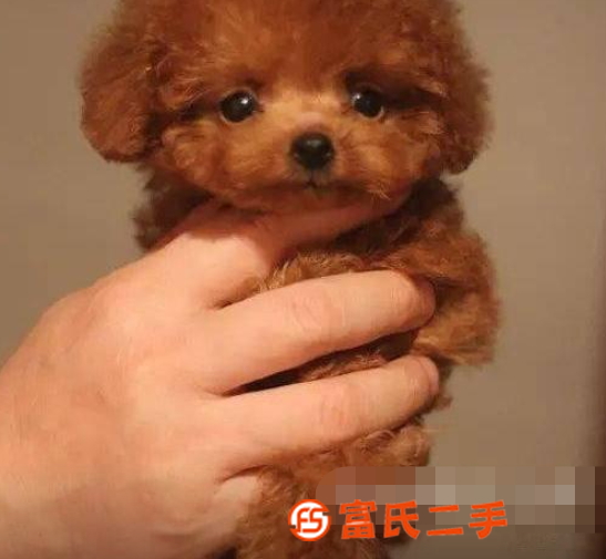 出售純種泰迪幼犬茶杯泰迪犬貴賓犬泰迪活體寵物狗狗小