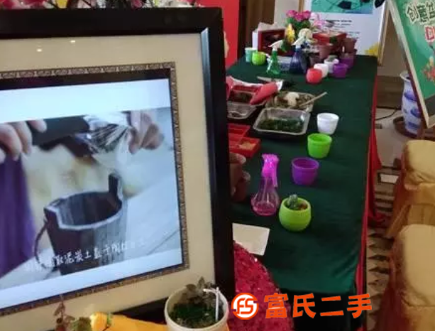 331多肉DIY萌情多肉拼盤DIY創(chuàng)意設計讓園藝走