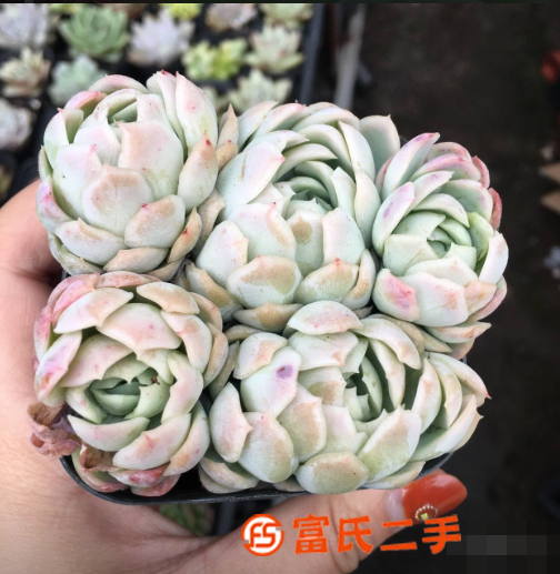 上葉園藝多肉大棚多肉清理