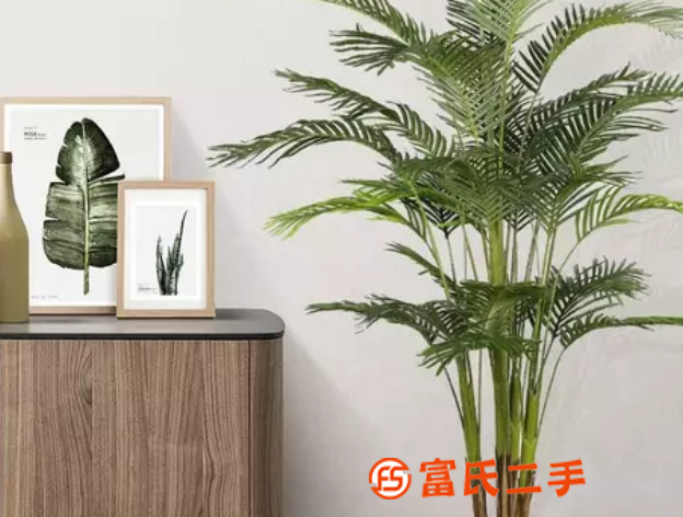 仿真天竺葵綠植盆栽鳳尾葵北歐大型綠植散尾葵仿真樹