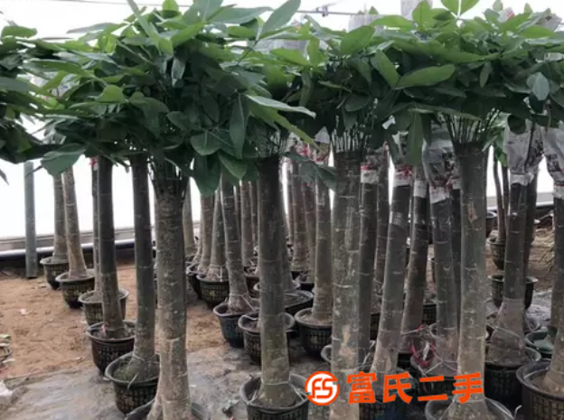北京賣大型綠植植物的批發市場