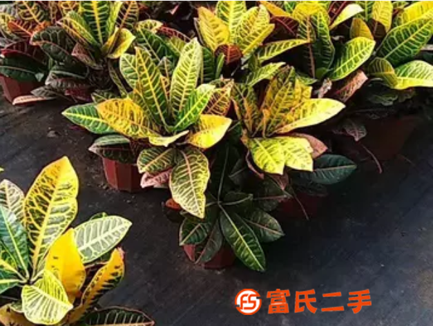 北京大型綠植盆栽批發市場復工啦