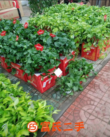 北京賣大型綠植批發盆栽的地方
