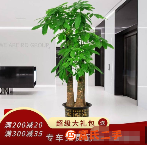 廣州 辦公室大型綠植 大型植物 室內大植物