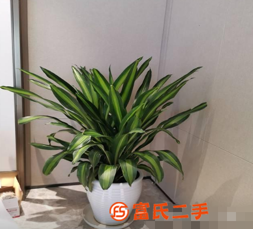 天津植物租擺公司寫字樓大型綠植出租綠植免費更換新