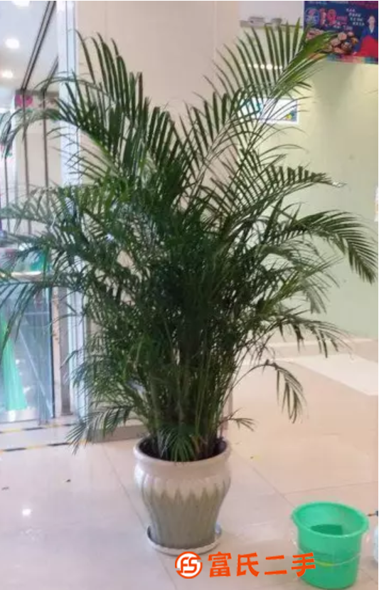 大型綠植租賃商 天津租擺網 專業花卉供鮮花盆景