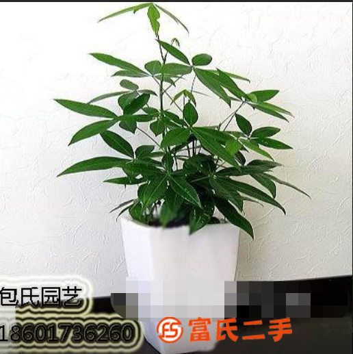 上海辦公室擺花 綠植租賃 大型公司單位租擺綠化