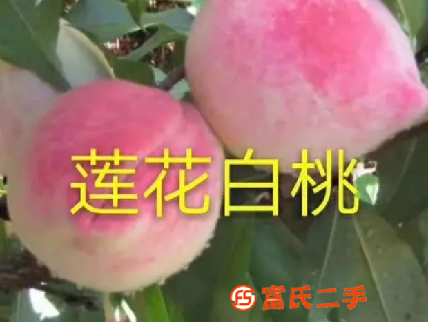 園林景觀設計施工果樹綠化樹，黑土鹿糞，有機肥料配送