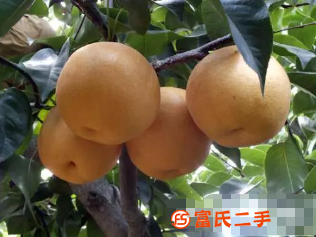 長春廠家批發原生態有機肥料 黑土 雞糞 鹿糞