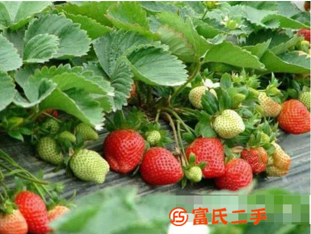 大棚草莓沖肥，肥料選擇哪家好