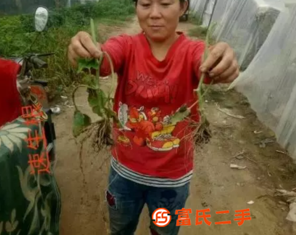 速生根-生根壯苗防死棵型功能型水溶肥料-為峰肥業生根肥價格廠
