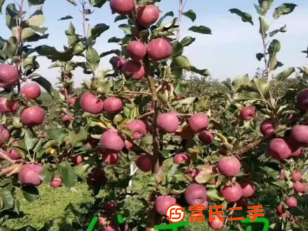 黑土有機肥料各種果樹