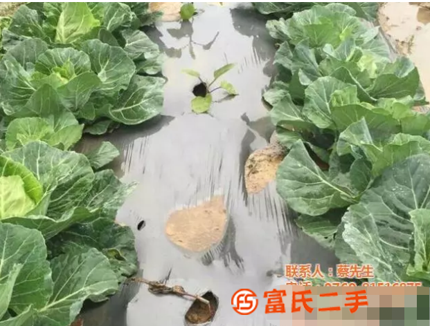農(nóng)膜定做_碩泰、農(nóng)用薄膜生產(chǎn)廠_農(nóng)膜