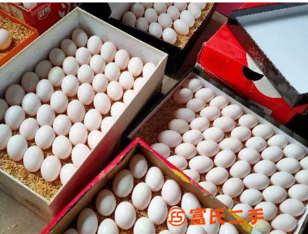 營養鴿子蛋，被譽為動物人參，富含脂肪及少...