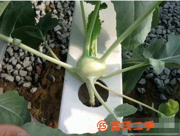 供應(yīng)營養(yǎng)液水培蔬菜陽臺管道式無土栽培澳