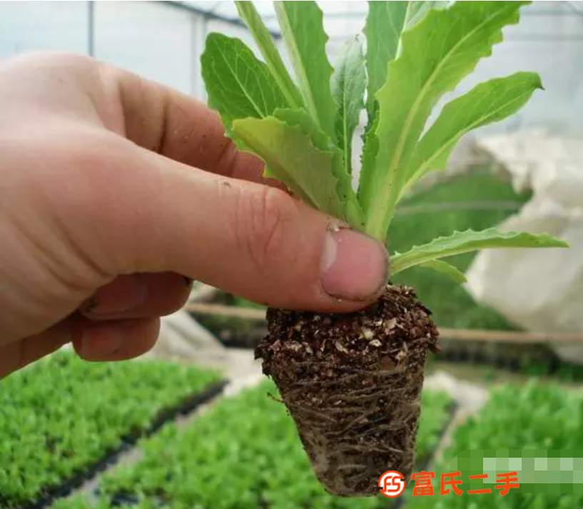 供應(yīng)東莞博賽爾葉菜無土栽培設(shè)備營養(yǎng)液
