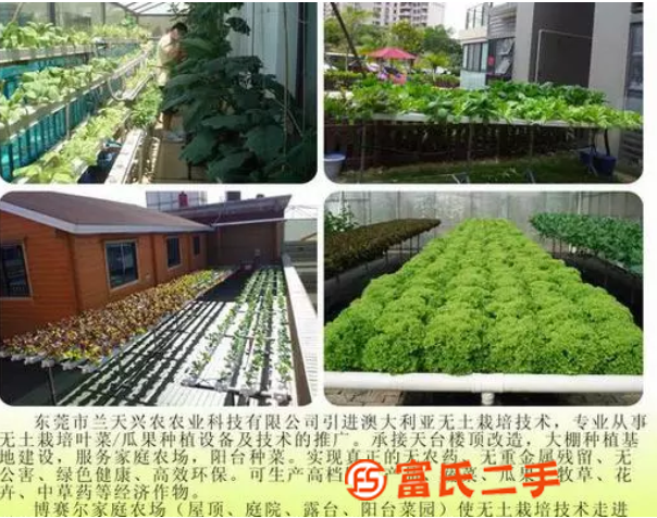 無土栽培技術(shù) 無土栽培營養(yǎng)液 草莓西紅