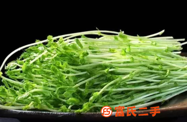 營養(yǎng)液對芽苗菜生長的影響