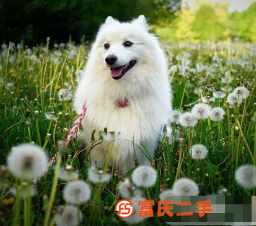 10%草甘*〈除草劑〉出售