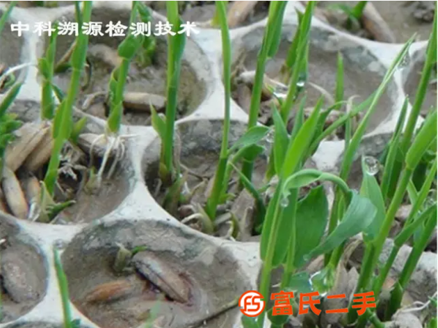 ***除草劑原料檢測配方探討
