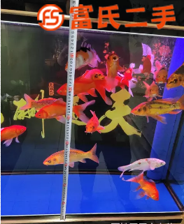 魚缸 1000元